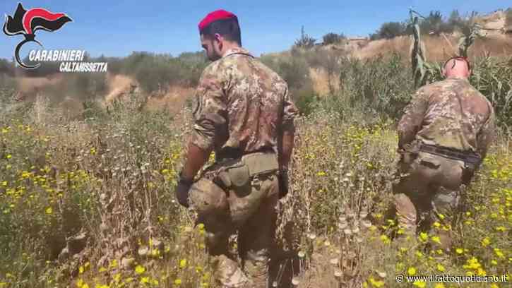 Coltivazione piante di papavero da oppio in zona vietata per la frana di Niscemi: due denunciati