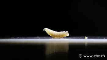 Screwworms won't wipe out Canadian cattle, but extra precautions urged