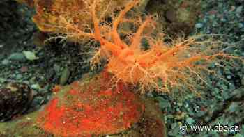 These sea cucumbers seem to have 'zombie' flesh that doesn't die when lopped off