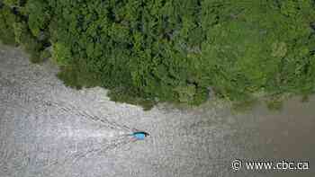 Satellite images show mangrove forests are now expanding after decades of decline