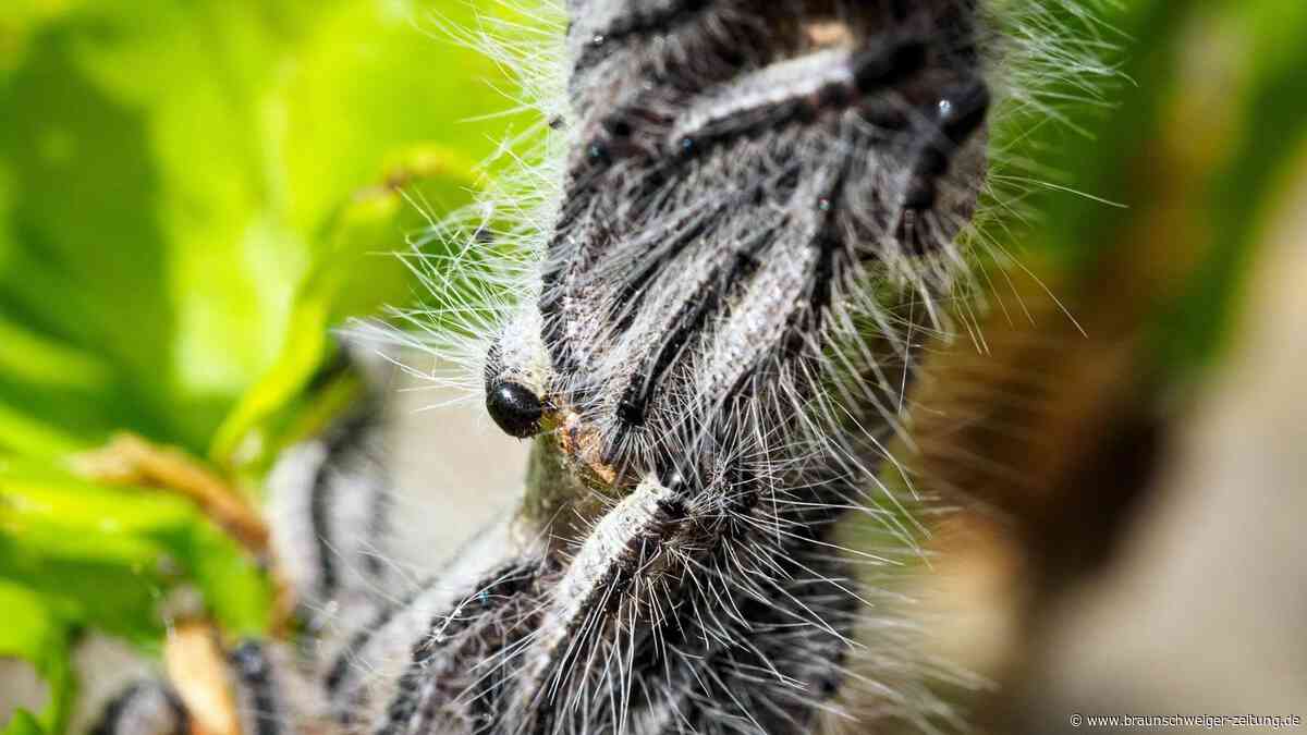 Eichenprozessionsspinner im Kreis Peine – das sollte jeder unbedingt wissen