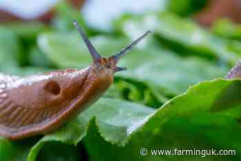 Farmers help develop next-generation slug prediction tool