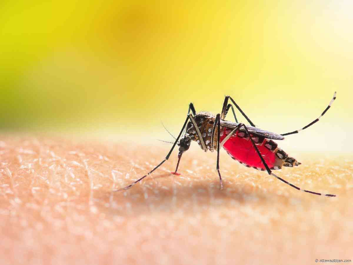 Houseworks: Organic ways to keep mosquitoes away