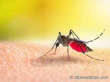 Houseworks: Organic ways to keep mosquitoes away