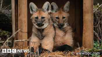 Keepers 'excited' to care for trio of maned wolves