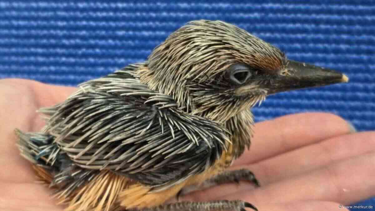40 Jahre ausgestorben – jetzt gibt es von diesem Vogel endlich wieder ein Küken