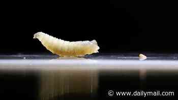 Invasion of flesh-eating parasites triggers quarantines in multiple US counties as deadly outbreak spreads