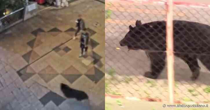 Orsi tra le case e vicino alle scuole: in una città giapponese scattano chiusure e misure straordinarie