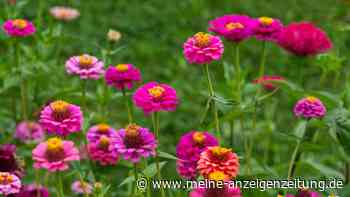 Tschüss, leerer Garten im Juni – 11 Pflanzen blühen noch diesen Sommer