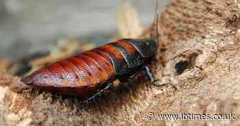 Over 100,000 Illegal Madagascar Hissing Cockroaches Valued at $142,800 Seized in Australia's Biggest Bust
