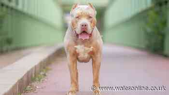 New 'dangerous dogs' ban rule introduced as government issues Tuesday update