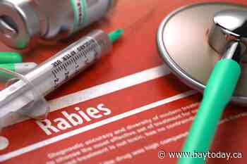 Health officials remind pet owners to vaccinate and leash animals to reduce rabies risk