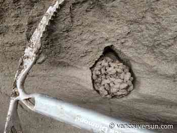 B.C. researchers discover 'treasure trove' of Ice Age DNA in ancient squirrel droppings