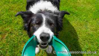 RSPCA issues 'please avoid' toy alert due to 'deadly risk for animals'