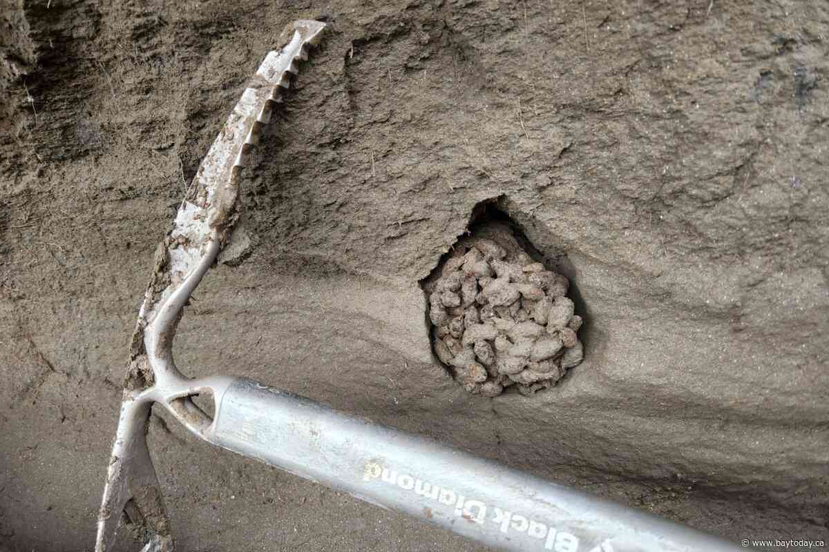 Ancient squirrel feces offer 'time capsule' of environment thousands of years ago