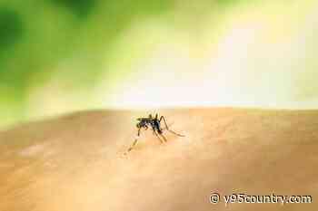 UPDATE: Laramie Larvicide Application Postponed Until June 17