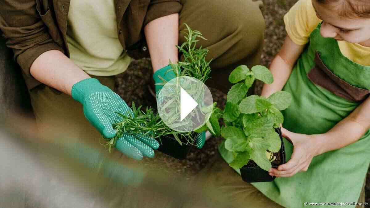 Welche Kräuter passen im Beet zusammen – und welche nicht?