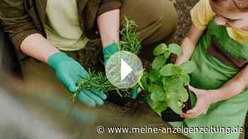 Welche Kräuter passen im Beet zusammen – und welche nicht?