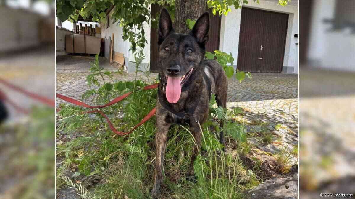 „War bis zu 11 Stunden allein“: Tierhilfe sucht dringend neues Zuhause für Hündin