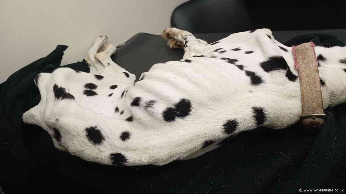Man who took dead dog to the vet banned from keeping animals