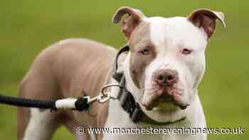 Government announces new measures to protect children from dangerous dog breeds