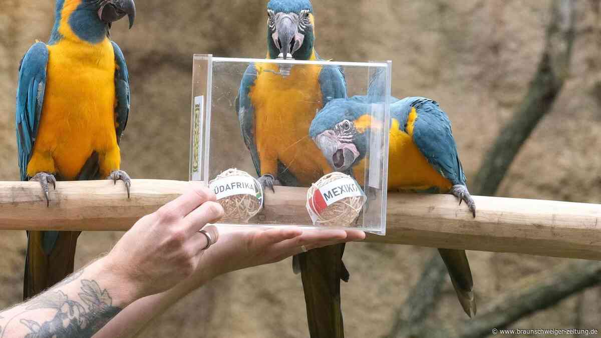 Sieg für Mexiko? Seltener Papagei aus Leipziger Zoo wird zum WM-Orakel