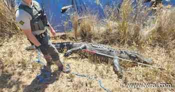 North Carolina man fined $2,200 after shooting 12-foot gator multiple times, state finds
