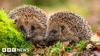 Hedgehogs deserve banknote place, says charity