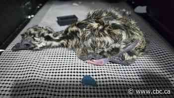 Emu born with 4 legs on Nanaimo farm