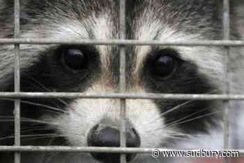 Rabies vaccination program for skunks, raccoons in effort to stop spread to Montreal