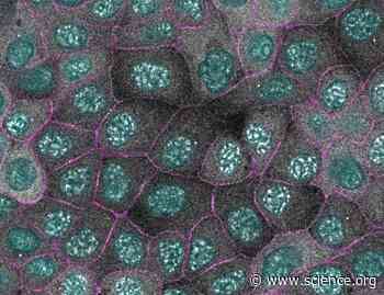 Cyclin-dependent kinase CDK1 targets cell-cell junction components and governs epithelial monolayer integrity throughout the cell cycle | Science Signaling