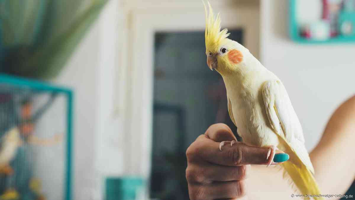 Wenn Vögel masturbieren: Studie räumt mit altem Irrtum auf