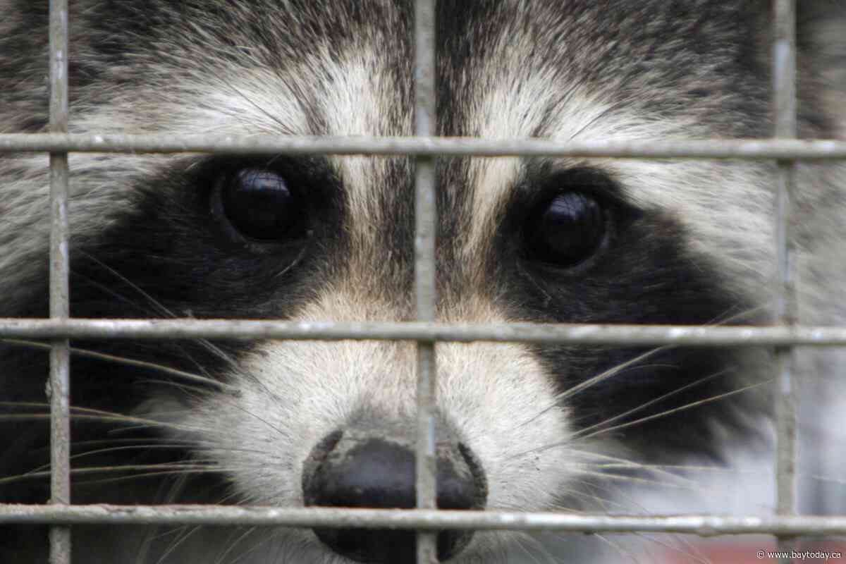 Rabies vaccination program for skunks, raccoons in effort to stop spread to Montreal