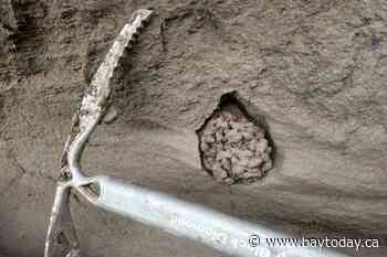 Ancient squirrel feces a 'time capsule,' smelling as fresh as 700,000 years ago