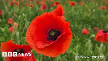 Your photos: Poppies, wet dogs and nosy horses