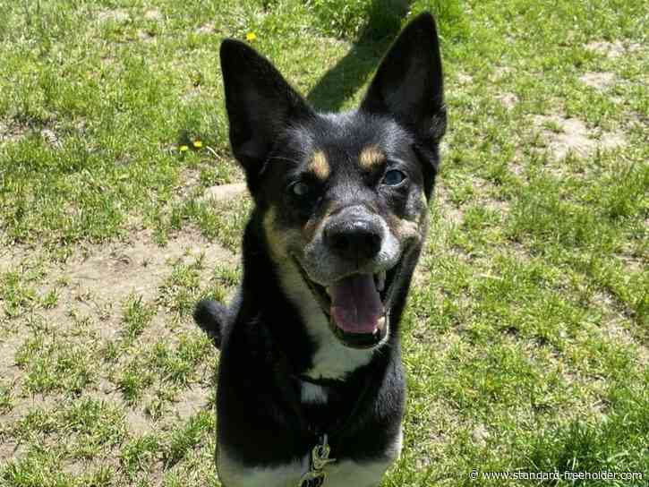 Abandoned dog's emergency surgery prompts urgent call for support