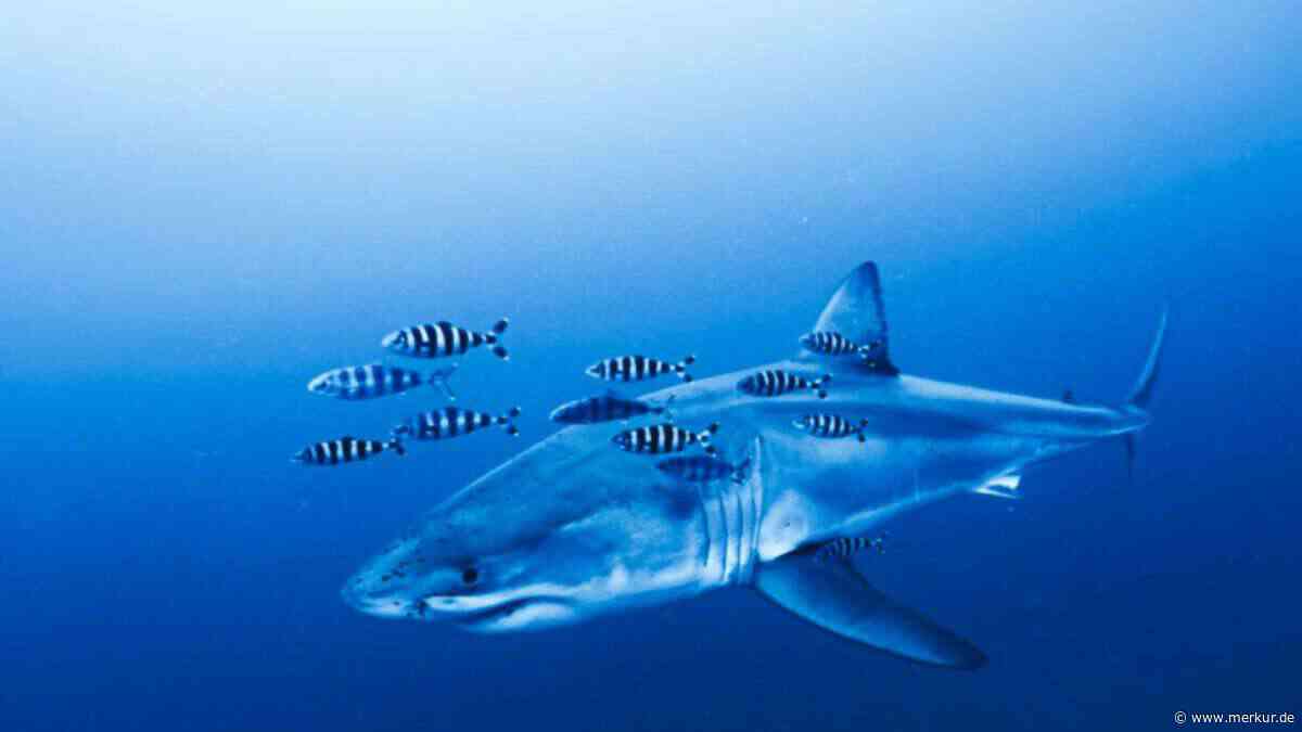 Taucher erlebt „außergewöhnlichen Moment“ im Mittelmeer – Aufnahmen zeigen Begegnung