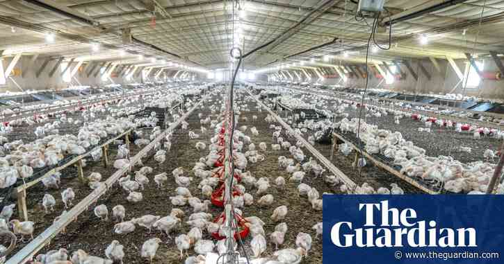 Average person eats six times more chicken than in 1961, UN report finds