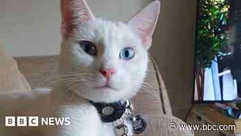 Deaf cat who hitched ride in van is found