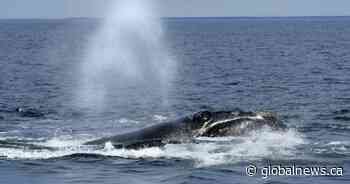 Entangled North Atlantic right whale spotted off New Brunswick’s east coast