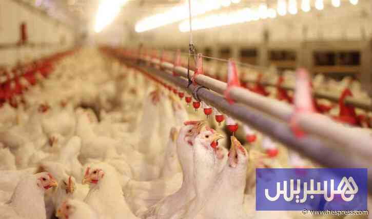 رصيف الصحافة : جمعية منتجي الدجاج تلتمس التحقيق في منظومة التسويق