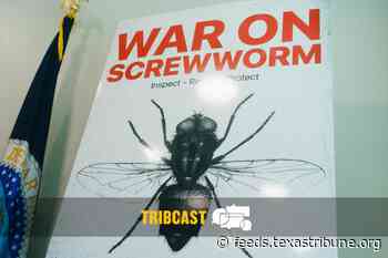 TribCast: How big of a threat is screwworm?