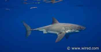 Great White Sharks Have Been in the Mediterranean Sea for Millions of Years—but Sightings Are Incredibly Rare