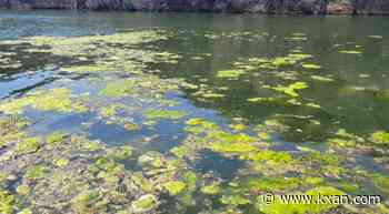 Toxic blue-green algae is back in Austin's lakes; city issues warning