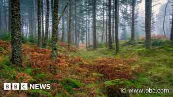 Report warns of 'slowdown' in Scotland's rural land market
