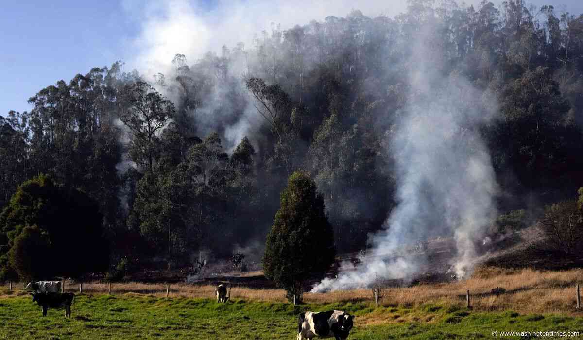 Colombia passes law to track cattle and keep deforestation-linked beef out of supply chains