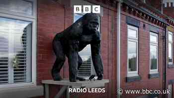 Wakefield gorilla taken down and off to London