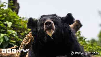 Black bear caught in Japan after days of sightings