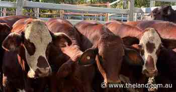 'I can only see positives': confidence high in cattle despite looming tariffs