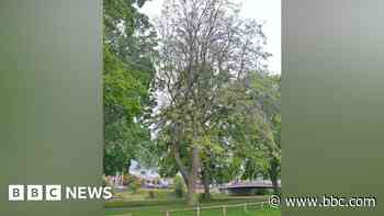 Fungus-infected tree now an 'unacceptable risk'